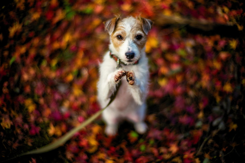 jack russell terrier, animal themes, 1080P, dog, purebred dog, autumn, nature, small, one animal, domestic, animals, change, animal, portrait, no people