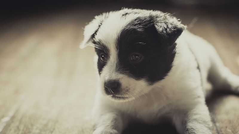 animal head, animals, one animal, jack russell terrier, puppy, animal, no people, whisker, canine, 1080P, relaxation, portrait, young animal, domestic