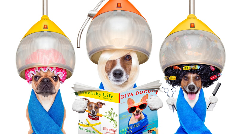three, journal, white background, dogs, Bulldog, Jack Russell Terrier, creative, comb, hairstyles, curler, style, Barber, humor, Chihuahua, 8K, scissors