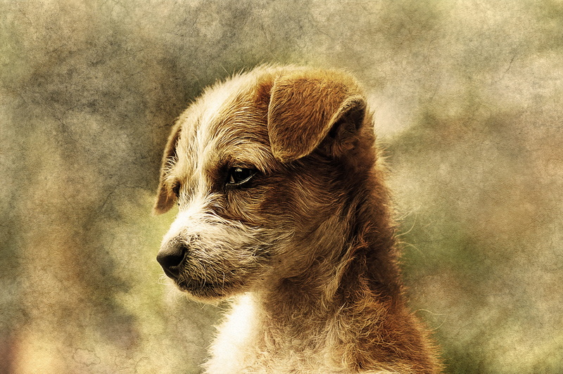 russell, vertebrate, ornament, animal themes, design, 2K, pet, decorative, wire, looking away, profile view, terrier, no people, sunlight, haired, abstract