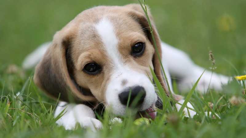 land, mammal, no people, portrait, green color, animal themes, vertebrate, selective focus, canine, pets, plant, domestic animals, grass, close-up, 2K