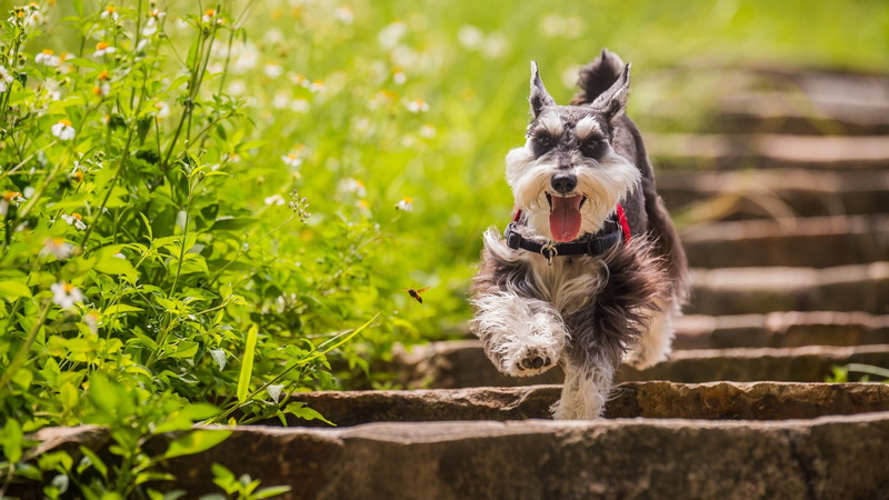 gray, day, nature, green color, domestic animals, animal, 1080P, no people, small, one animal, panting, white, vertebrate, domestic, animal mouth, canine