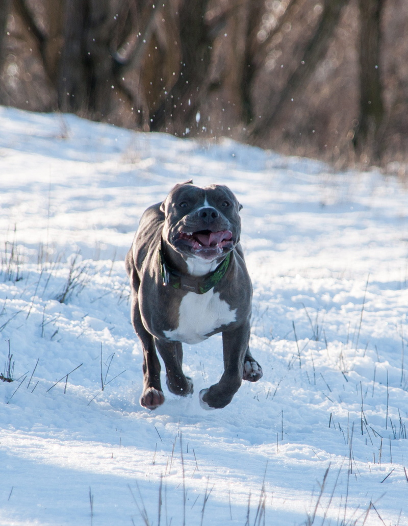 field, domestic animals, land, one animal, purebred dog, pitbull, 2K, animal themes, animal, no people, domestic, snow, canine, cold temperature, vertebrate