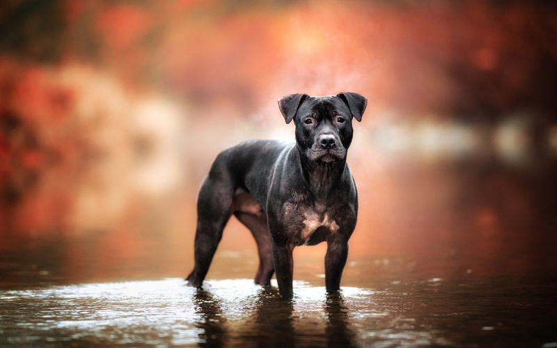 Staffordshire Bull Terrier, Dog, 1080P, Bull Terrier, Dogs, Animal