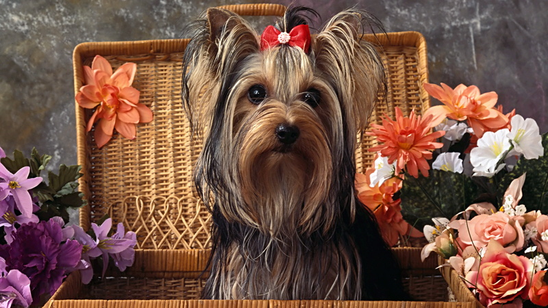 mammal, pets, dog, domestic, close-up, canine, flower arrangement, no people, decoration, flower head, 8K, domestic animals, lap dog, animal themes, yorkshire terrier