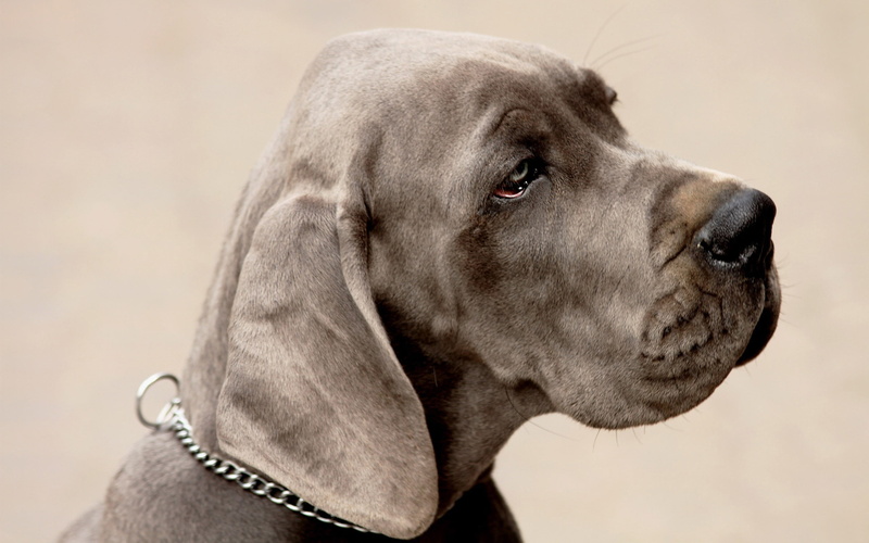 animals, animal eye, dog, gray, close-up, pets, domestic animals, puppy, side view, one animal, looking, headshot, coated, vertebrate, canine, weimaraner