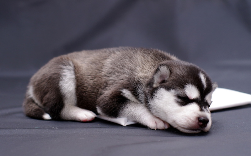 Dog, close, Sleep, siberian, Puppy, husky, 1080P, white, agouti