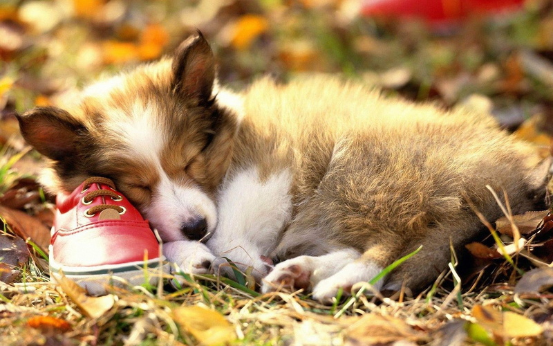 1080P, puppy, animals, dog, sleep, hd