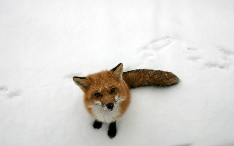 720P, vertebrate, animal wildlife, high angle view, nature, white color, covered, winter, snow, cute, one animal, animal themes, animals in the wild, animal