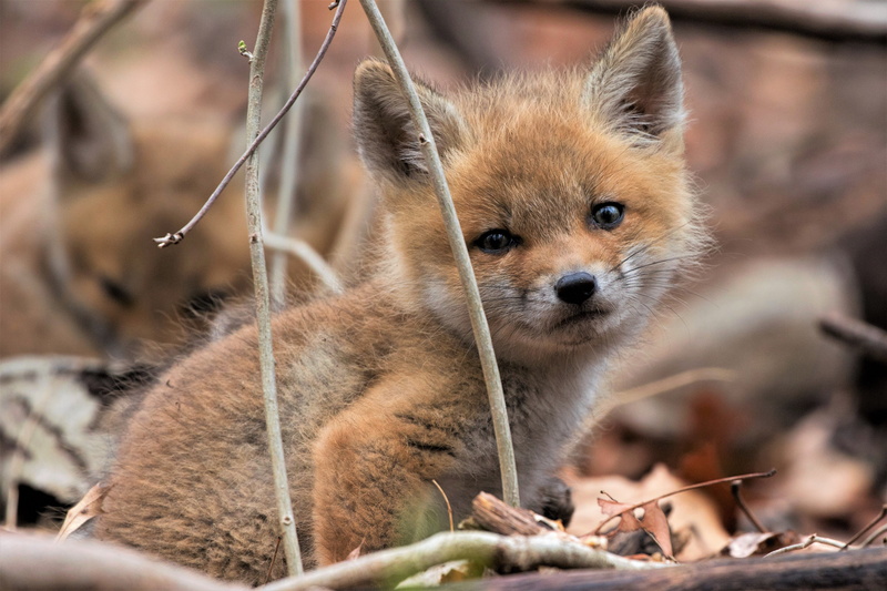 fox, cub, baby, cute, animal, 5K