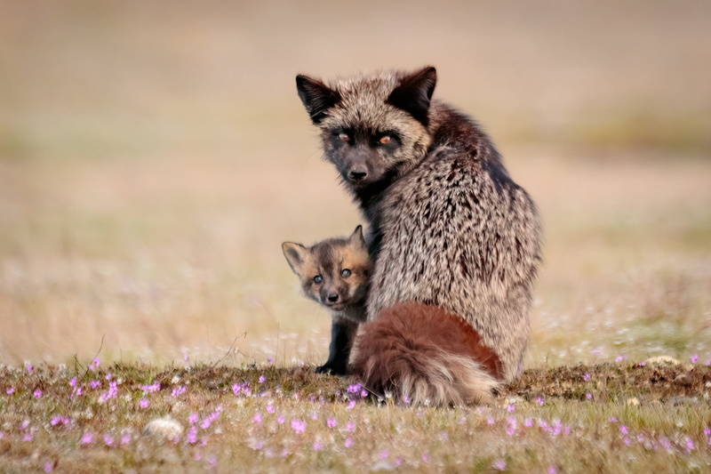 Fox, flowers, 1080P, bokeh, look, Silver Fox, cub