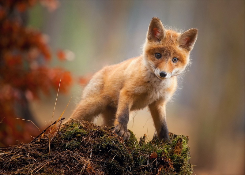 Fox, forest, day, sitting, Animal, vertebrate, Cute, animal wildlife, outdoors, animals in the wild, mammal, focus on foreground, Cub, one animal, 1080P