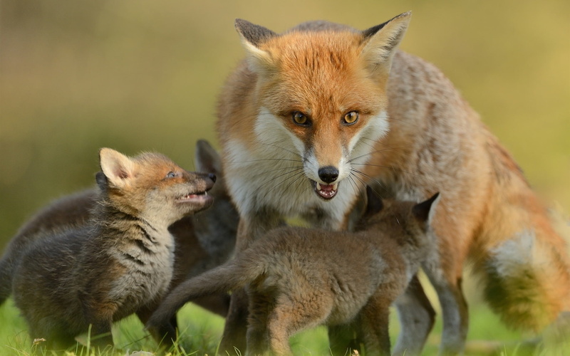 Motherhood, Family, 1080P, Foxes, Cubs