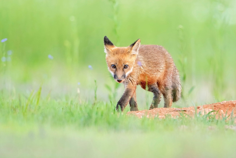 1080P, Cub, Fox, Animal, Baby Animal, Wildlife