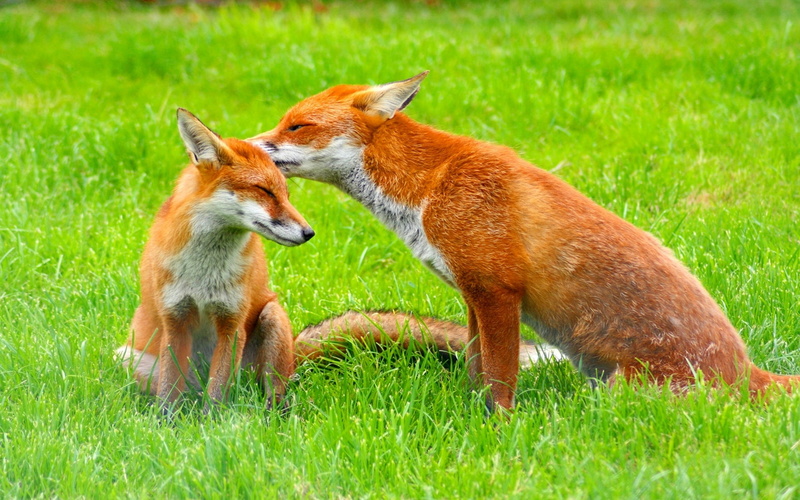 family, 1080P, care, animals, cub, fox, red, grass