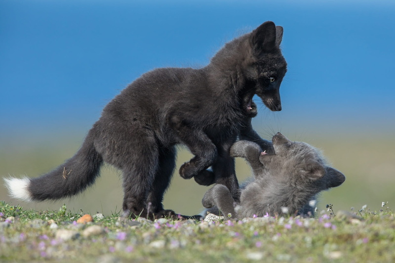 Wildlife, Animal, Fox, Cub, 1080P, Baby Animal