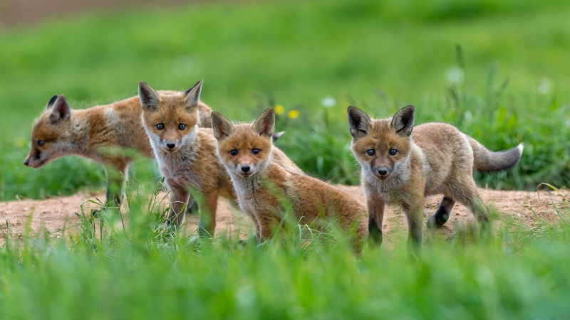 cubs, cute, kids, mammal, 4K, fox, pasture, grass, grassland, wildlife, red fox