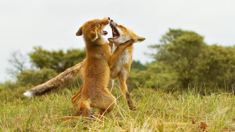 1080P, forest, nature, fox cubs