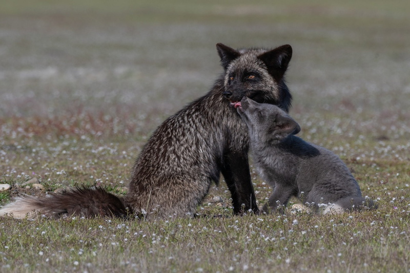 Fox, Animal, 1080P, Cub, Wildlife, Baby Animal
