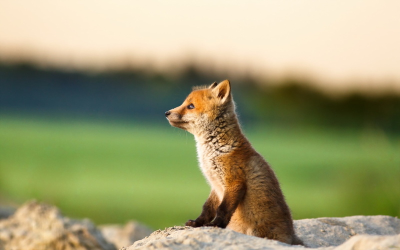 fawn, Cute, Bokeh, Little, Stone, Fox, Cub, 1080P, brown
