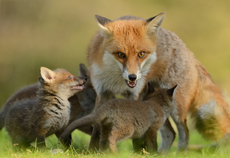 field, red Fox, animal family, mammal, group of animals, nature, young Animal, fox, day, plant, wild Dog, vertebrate, 1080P, brown, animals And Pets, no People