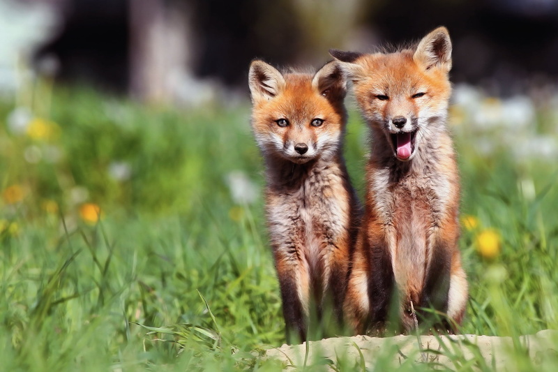 red Fox, canine, foxes, animal Themes, mammal, day, fox, standing, grass, no People, pets, summer, cute, small, one Animal, close-up, domestic Animals