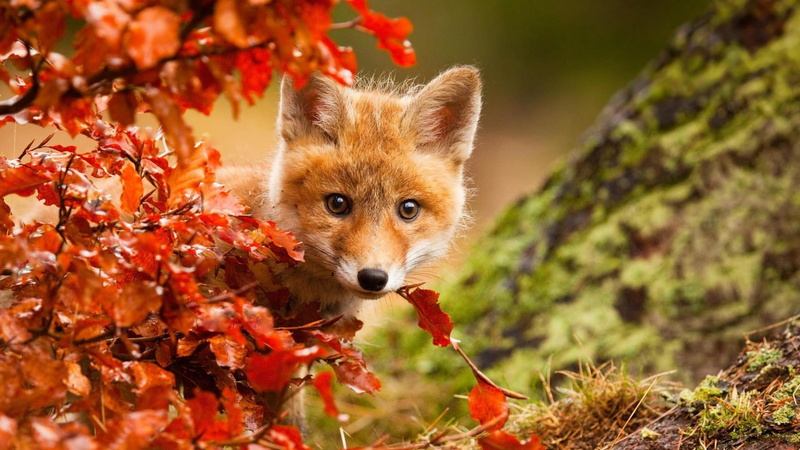 tree, cub, one animal, portrait, domestic, looking at camera, animals in the wild, animal themes, outdoors, fox, stealth, cute, plant part, animal head