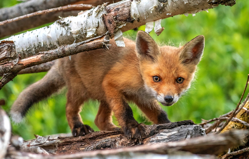 Fox, Cub, Stare, 4K, Baby Animal, Wildlife, Animal