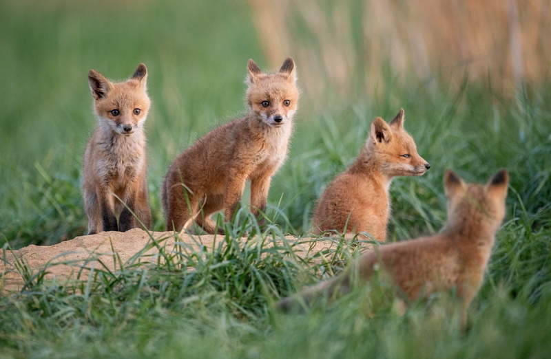 Grass, Wildlife, Cub, Fox, Animal, Baby Animal, 1080P