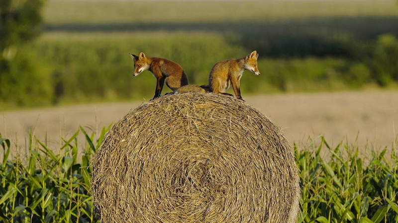 1080P, Vosges, Fox, cubs, France
