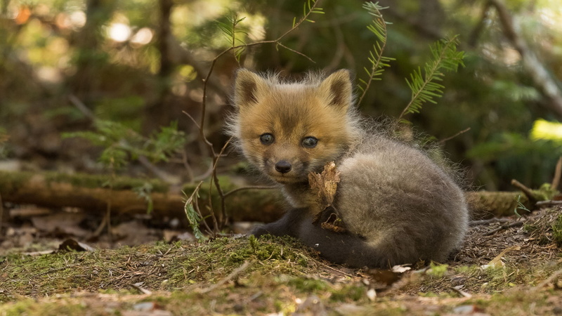 baby, 1080P, look, cub, Fox