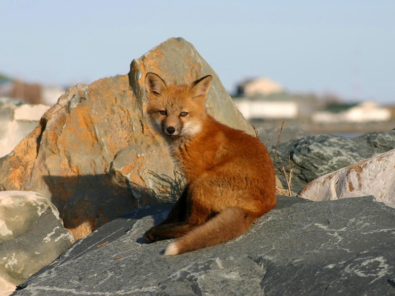720P, animal wildlife, sitting, brown, animals And Pets, animals In The Wild, sunlight, nature, vertebrate, outdoors, wild Animals, focus on foreground