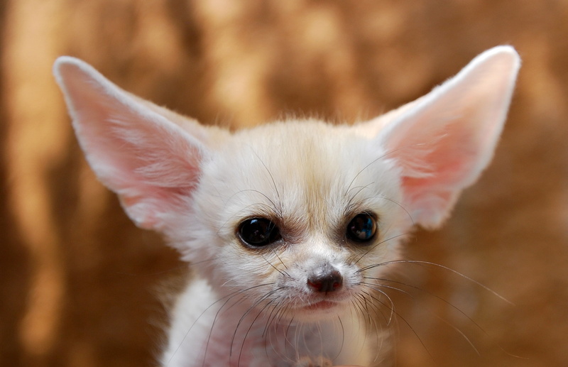 chihuahua - dog, close-up, young Animal, focus on foreground, canine, one Animal, fenech, no People, puppy, cute, ears, animal Head, animal ear, looking