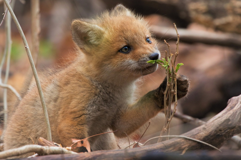 cub, pup, 5K, fox, cute, animal, puppy