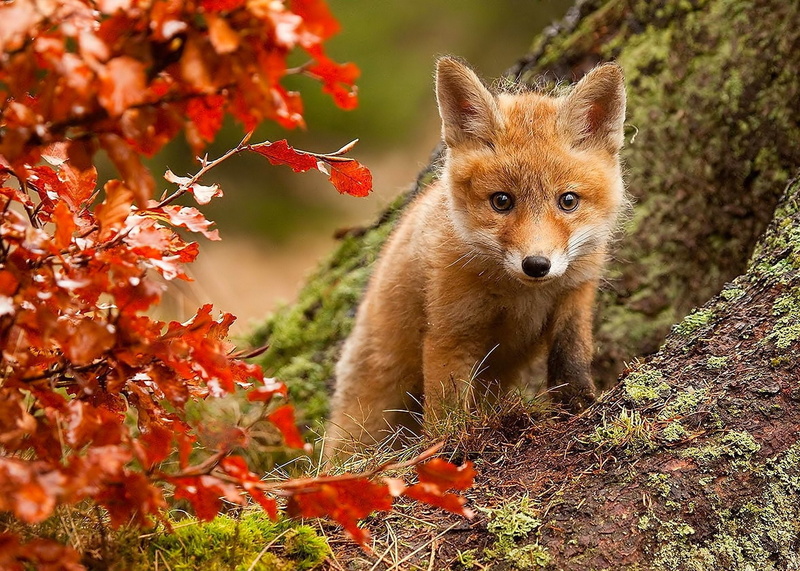Fall, Baby Animal, Fox, Cub, 1080P, Animal
