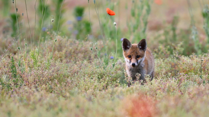red fox, selective focus, cub, no people, looking at camera, fox, one animal, fauna, outdoors, small, grassland, animals in the wild, young animal, land