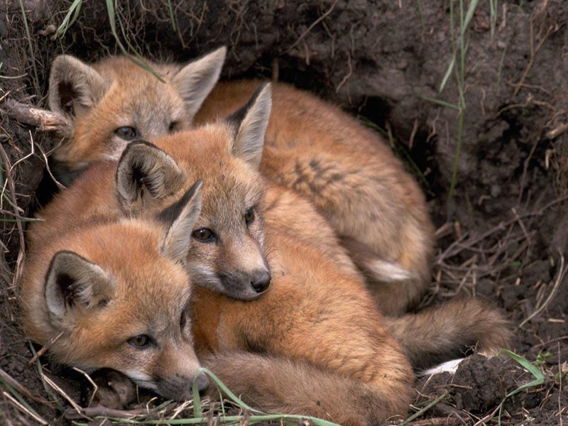 720P, brown, outdoors, red Fox, group of animals, animal wildlife, vertebrate, animal, wildlife, animal family, cubs, fur, close-up, animals And Pets
