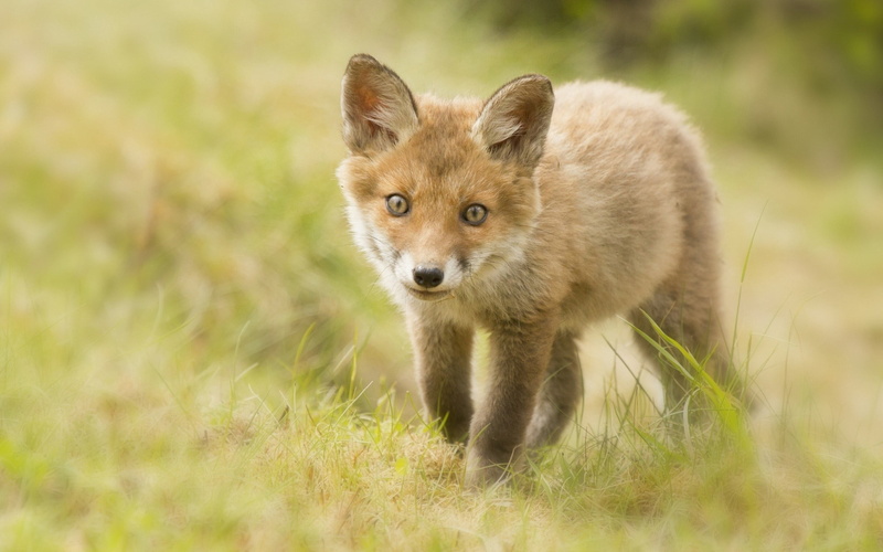 portrait, wild Dog, animal, vertebrate, mammal, look, young Animal, animals In The Wild, standing, animals Hunting, brown, wildlife, canine, fur, outdoors
