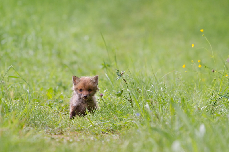 2K, grass, cub, fox