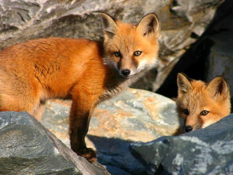 one Animal, animals And Pets, young Animal, couple, animals In The Wild, hiding, cute, close-up, mammal, solid, fox, stones, animal wildlife, animal, 720P