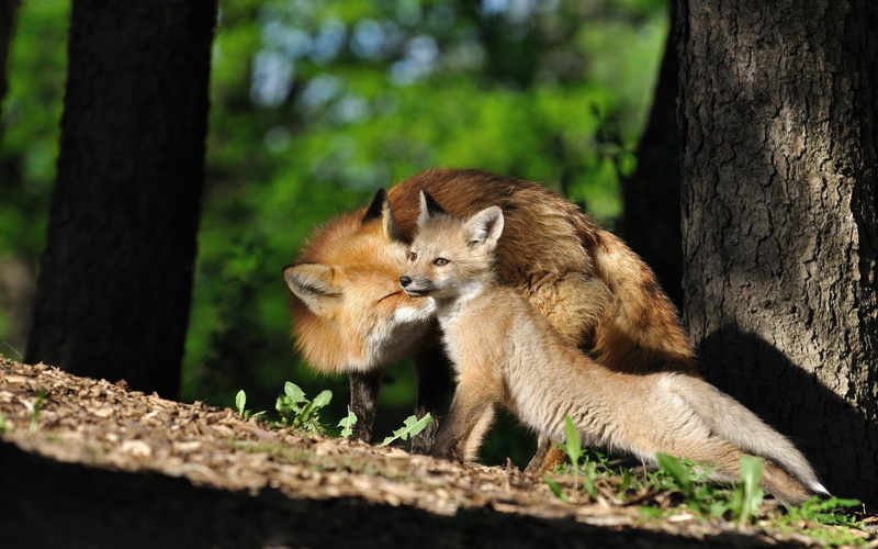 tree, young Animal, mammal, animal, wildlife, brown, green Color, timber, cute, foxes, grass, red, sunlight, outdoors, no people, looking, animal wildlife