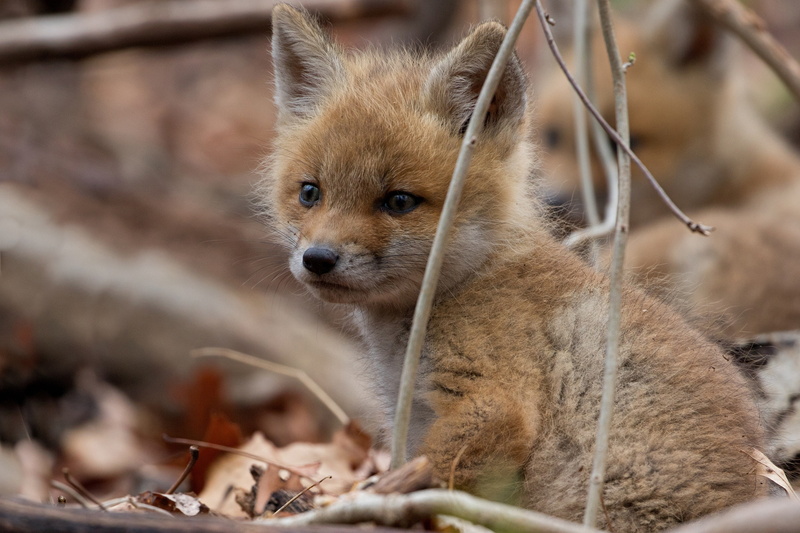 cub, baby, fox, animal, 4K, wildlife