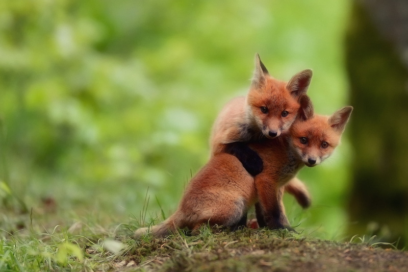 kits, cute, cubs, babies, 1080P, foxes