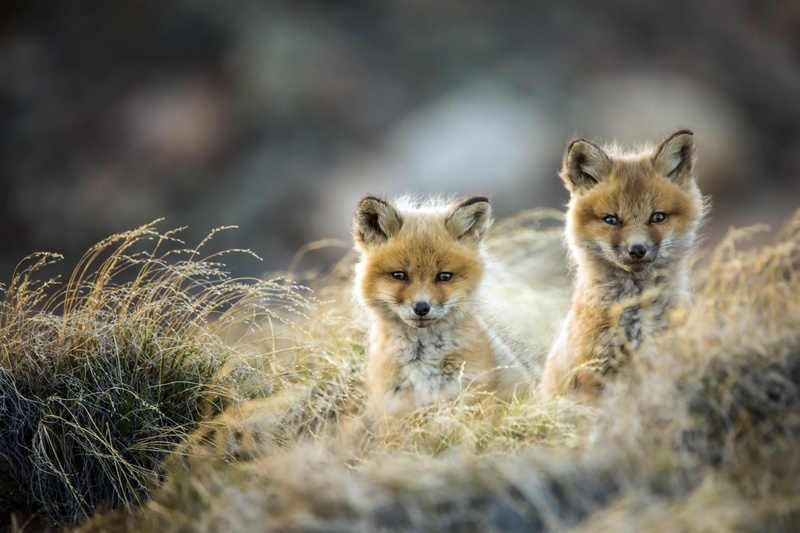 Baby Animal, Wildlife, Cub, Animal, 1080P, Fox