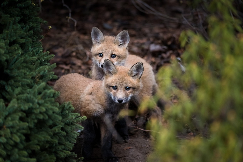 1080P, Baby Animal, Wildlife, Fox, Cub, Animal