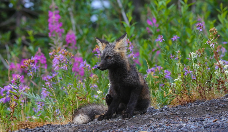 Cub, 1080P, Wildlife, Flower, Animal, Fox, Baby Animal
