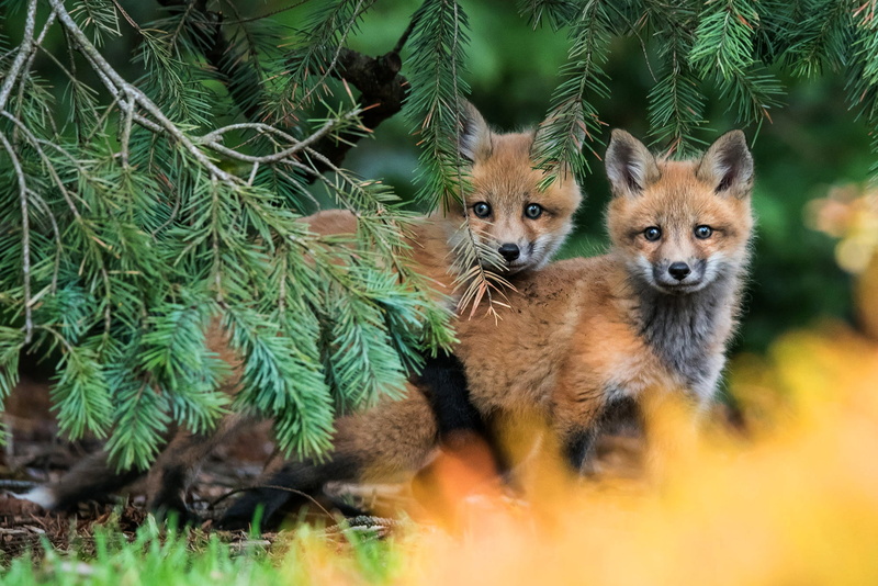kids, pose, branches, background, Fox, 1080P, a couple, two Fox, two, pair, faces, needles, nature, look out, Duo, red, forest, cubs