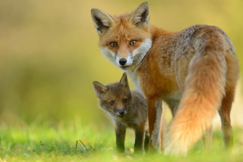 young Animal, grass, looking, outdoors, animals And Pets, 1080P, foxes, land, no People, animal family, fur, animals Hunting, canine, plant, portrait