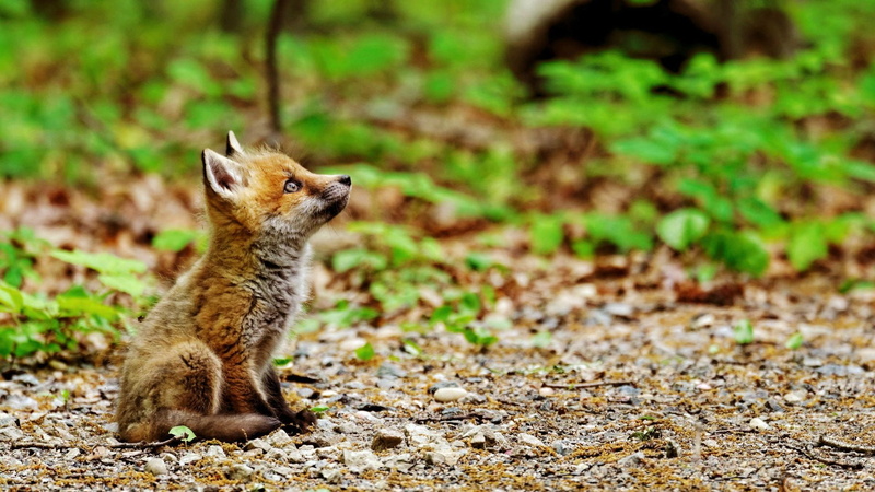 depth of field, 1080P, focus on foreground, pets, sitting, nature, no people, standing, full length, animals in the wild, fox, looking, vertebrate, animal wildlife