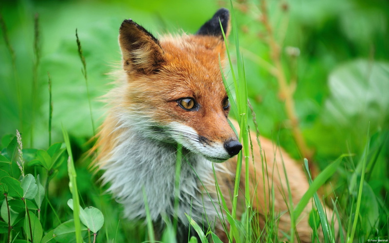 outdoors, nature, animal wildlife, stealth, no people, animals, green color, day, animal head, mammal, plant, animal themes, selective focus, close-up